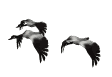 geesefly1.gif